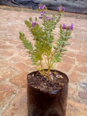 Polygala-myrtifolia.jpg Polygala Myrtifolia 4lt