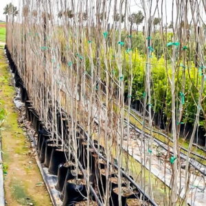 Populus Simonii 20lt (poplar Tree) Populus Simonii 20lt (poplar Tree)