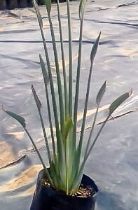 Strelitzia Juncea 10lt Strelitzia Juncea 10lt