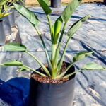 Strelitzia Reginae 20lt
