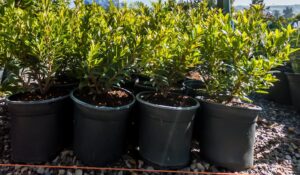 Syzygium Pondoense 17cm Pot Syzygium Pondoense 17cm Pot