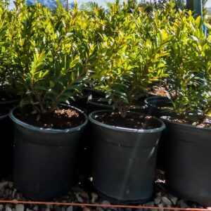 Syzygium Pondoense 17cm Pot Syzygium Pondoense 17cm Pot