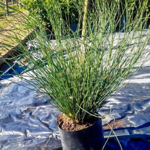 Tectorum-10lt.jpg Elegia Tectorum 10lt