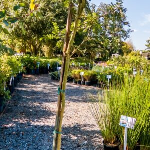Vachellia-Xanthophloea-Fever-Tree-10lt-scaled-1.jpg Vachellia Xanthophloea 10lt