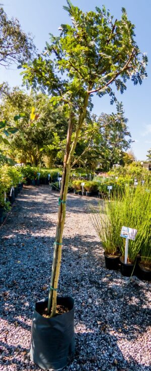 Vachellia-Xanthophloea-Fever-Tree-10lt-scaled-1.jpg Vachellia Xanthophloea 10lt