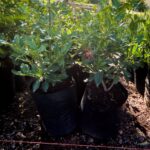 Viburnum-Tinus-Lucidum-10-lt.jpg Viburnum Tinus Lucidum 10lt