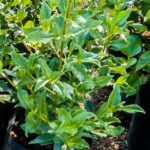Viburnum Tinus Lucidum 10lt Viburnum Tinus Lucidum 10lt