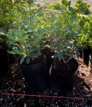 Viburnum-Tinus-Lucidum-10-lt.jpg Viburnum Tinus Lucidum 10lt