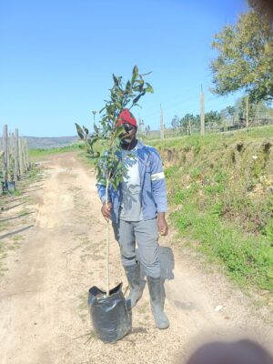 Syzygium Guineense Tall Tree 20lt Syzygium Guineense Tall Tree 20lt