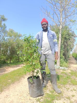 Halleria Lucida 20lt (Tree Fuchsia) Halleria Lucida 20lt (Tree Fuchsia)