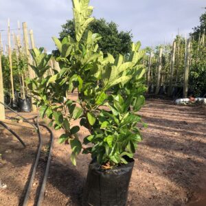 Viburnum Sinensis 20lt Viburnum Sinensis 20lt