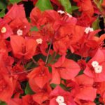 flame-1-scaled-1.jpg Arnelia Bougainvillea Flame 22cm Pot