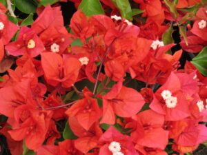 flame-1-scaled-1.jpg Arnelia Bougainvillea Flame 22cm Pot