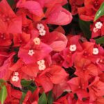 flame-2-scaled-1.jpg Arnelia Bougainvillea Flame 22cm Pot
