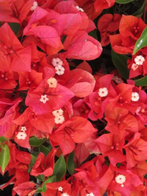 flame-2-scaled-1.jpg Arnelia Bougainvillea Flame 22cm Pot