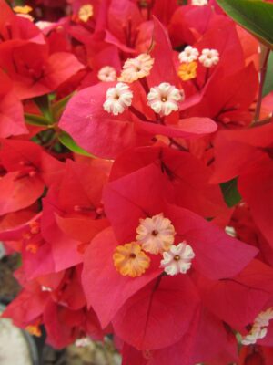 flame.jpg Arnelia Bougainvillea Flame 22cm Pot