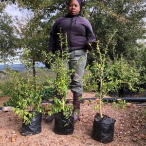 kei-apple.jpg Dovyalis Caffra (Kei Apple) 10lt