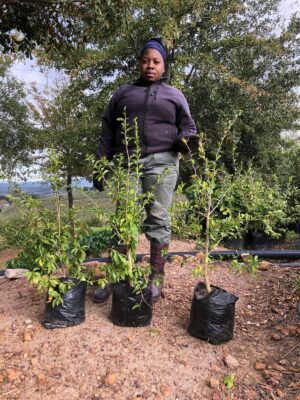 kei-apple.jpg Dovyalis Caffra (Kei Apple) 10lt