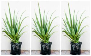Aloe Arborescens (Krantz Aloe) 10kg