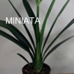 miniata-clivia.jpg Clivia Miniata Orange 4lt