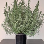 stoechas-purple-2.jpg Lavendula Stoechas 15cm pot