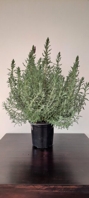 stoechas-purple-2.jpg Lavendula Stoechas 15cm pot