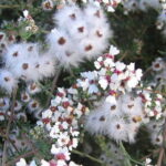 unnamed-1.jpg Eriocephalus Africanus (Wild Rosemary) 4lt