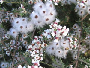 unnamed-1.jpg Eriocephalus Africanus (Wild Rosemary) 4lt
