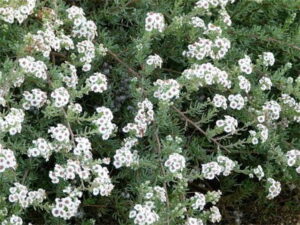 Eriocephalus Africanus (Wild Rosemary) 17cm Eriocephalus Africanus (Wild Rosemary) 17cm