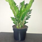 Zamioculcas Zamiifolia 24cm Common Name: ZZ Plant Zamioculcas Zamiifolia 24cm Common Name: ZZ Plant