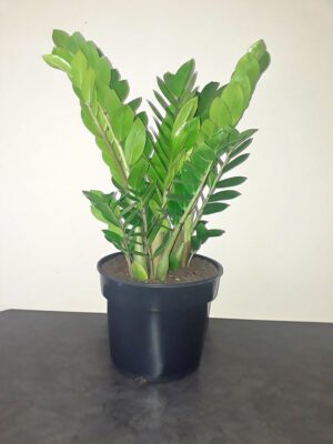 Zamioculcas Zamiifolia 24cm Common Name: ZZ Plant Zamioculcas Zamiifolia 24cm Common Name: ZZ Plant