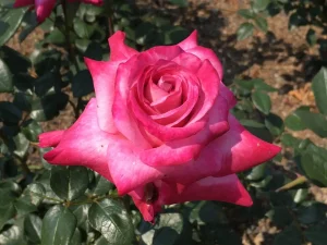 Amelia-Dee.webp Amelia Dee Hybrid Tea Rose 5lt