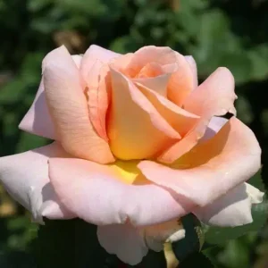 Ann-Wrighton.webp Ann Wrighton Hybrid Tea Rose 5lt