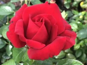 Antoinette Louise Hybrid Tea Rose 5lt