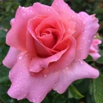 Arianna Hybrid Tea Rose 5lt