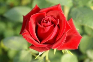 Belle-Rouge.webp Belle Rouge Hybrid Tea Rose 5lt