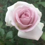 Berdine Hybrid Tea Rose 5lt