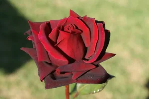 Blackberry.webp Blackberry Hybrid Tea Rose 5lt
