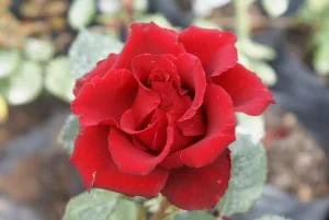 Bles-Bridges.webp Bles Bridges Hybrid Tea Rose 5lt