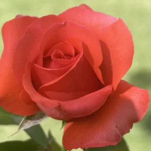 Carike-Keuzenkamp-KANegem.webp Carike Keuzenkamp KANegem Hybrid Tea Rose 5lt