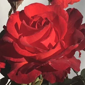 Curro.webp Curro Hybrid Tea Rose 5lt