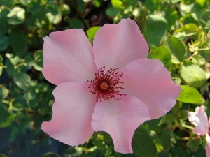 Dainty-Bess.webp Dainty Bess Hybrid Tea Rose 5lt