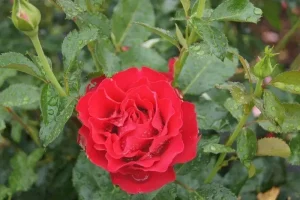 Dr-Erik-Pretorius.webp Dr Erik Pretorius Rose 5lt