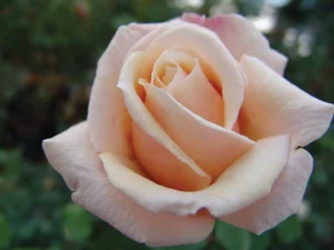 Fays-Folly.webp Fay’s Folly Hybrid Tea Rose 5lt