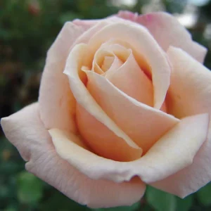 Fay’s Folly Hybrid Tea Rose 5lt