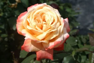 Germania-Africana.webp Germania Africana Hybrid Tea Rose 5lt