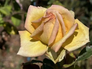 Gillian-Wilkinson-Legacy-Rose-KORvulray-P.webp Gillian Wilkinson Legacy Rose Hybrid Tea Rose 5lt