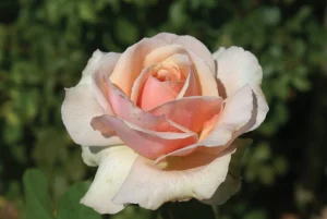 Graceful-Gisela.webp Graceful Gisela Hybrid Tea Rose 5lt
