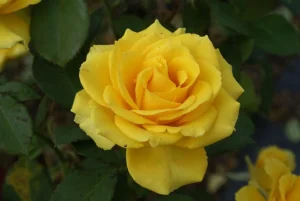 Heike.webp Heike Hybrid Tea Rose 5lt
