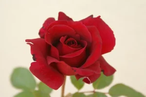 Illse-Roos.webp Illse Roos Hybrid Tea Rose 5lt